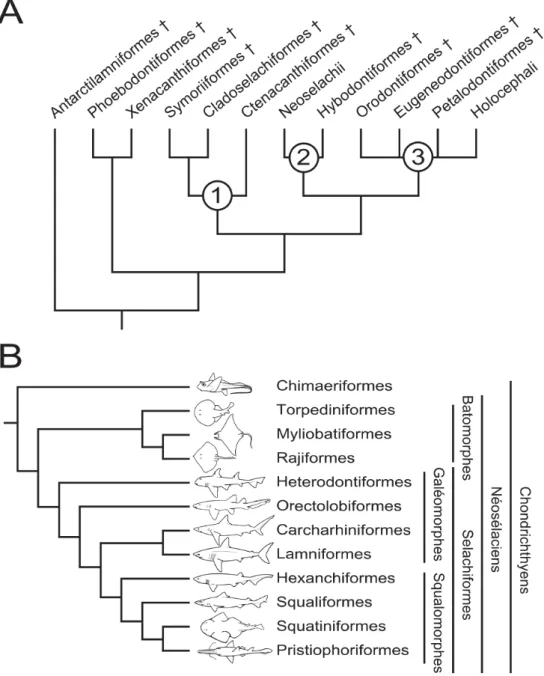 Figure 3. – Phylogénie des chondrichthyens. A : cladogramme des chondrichthyens actuels et fossiles, modifié d’après Ginter et al., 2010