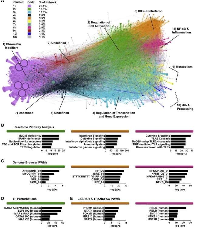 Figure 4. Modularity Clustering of the Network Defines TF and Gene Target Clusters Predicted to Control Distinct Biological Functions (A) EN-ATAC network topology in MDDCs visualized through Gephi software