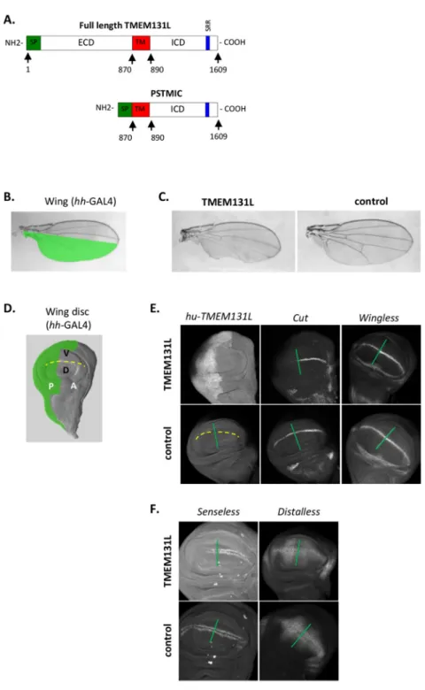 Fig. 1. Effect of human (hu) TMEM131L on Drosophila wing development.