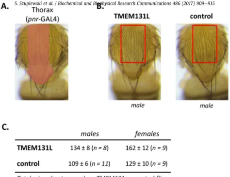 Fig. 2. Effect of hu-TMEM131L on Drosophila external sensory organ development.