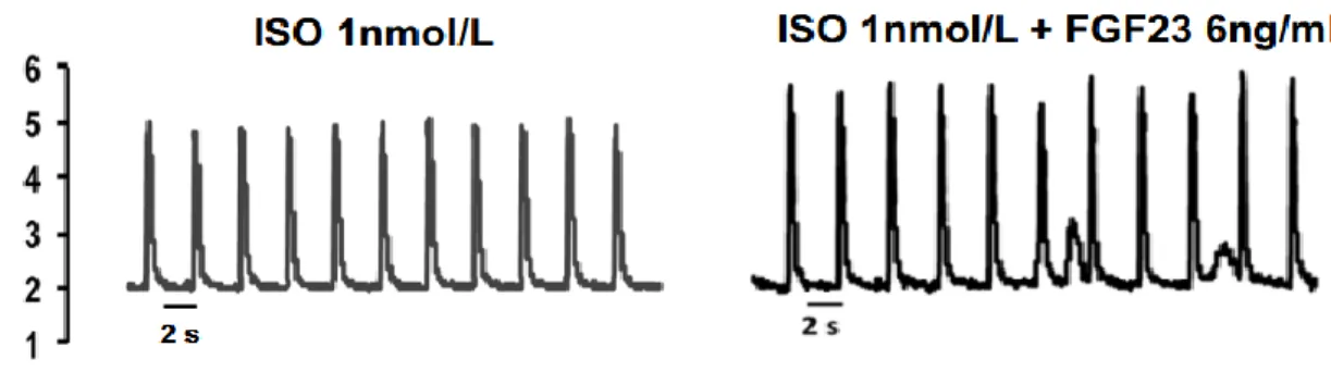 Figure  S1.  FGF23-treated  ARVMs  show  a  higher  susceptibility  to  arrhythmic  events