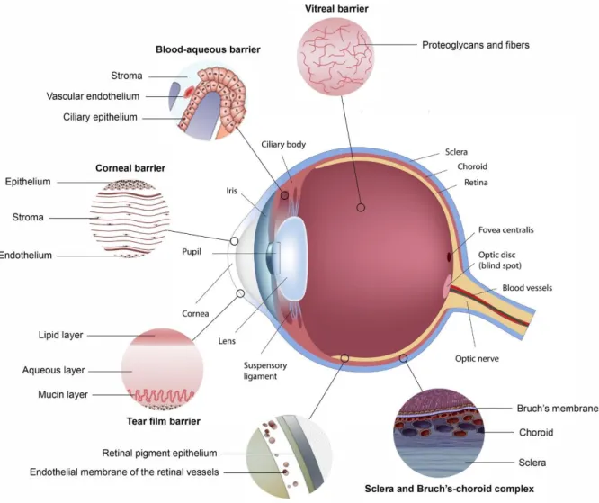 Figure 1.2: Physiological barriers in ocular drug delivery. From [19]. 