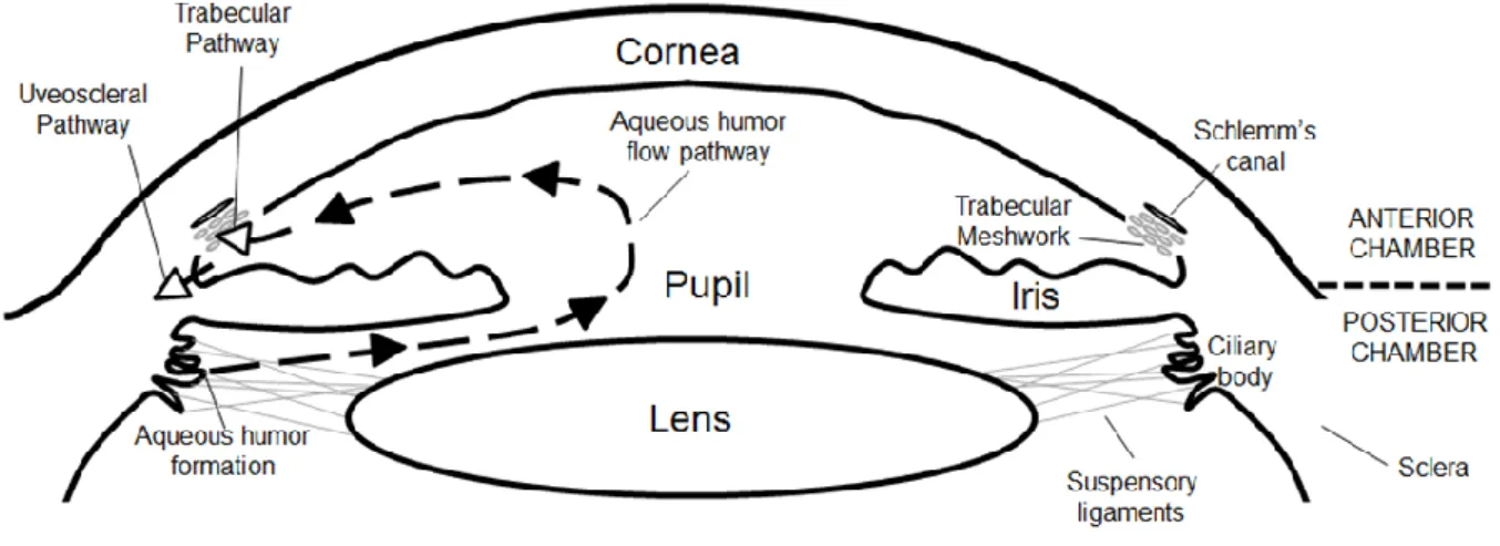 Figure 1.3: Schematic diagram of aqueous humor flow pathway. From [32]. 
