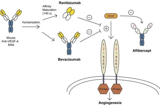 Figure  1.4:  A representation  of the three various  types of anti-VEGF therapy and how  they  differ in development and mechanism of action
