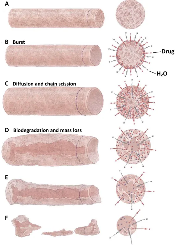 Figure 1.12: Drug-release mechanisms and biodegradation of matrix implant. Adapted from  [115]