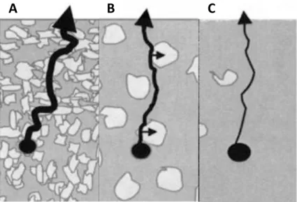 Figure 1.15:  Scheme of matrix structure and postulated preferred pathway of protein release  for NMP (A), triacetin (B) and ethyl benzoate (C) as solvents