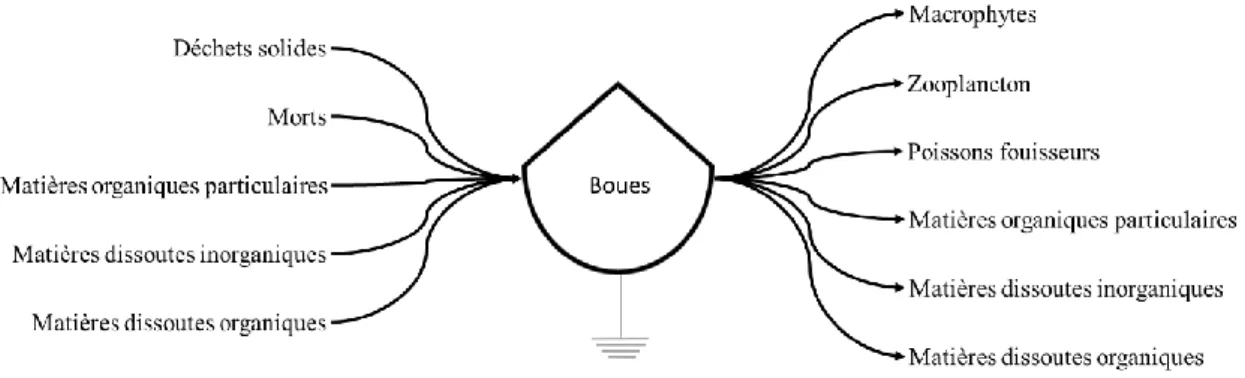 Figure 2.7 Représentation de l’élément « phytoplancton » d’un étang piscicole en fonction de la  symbolique de l’energy system diagram (Odum, 1996) 