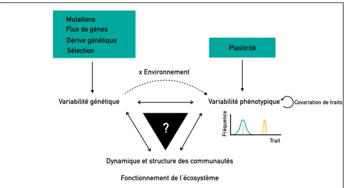 Figure I.1 Relations entre variabilités génétique et phénotypique, environnement et fonctionnement  de l’écosystème