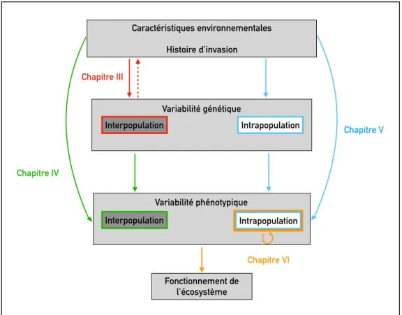 Figure I.3 : Représentation schématique des différentes parties de la thèse. Les chapitres III et IV  traitent de la variabilité interpopulationnelle et les chapitres V et VI se focalisent sur la variabilité 