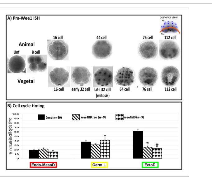 Figure 7. Inhibiting cell cycle asynchrony in the ascidian blastula. (A) Images showing in situ hybridizations of Pm-Wee1 from the unfertilized egg (Unf) to the late 112 stage