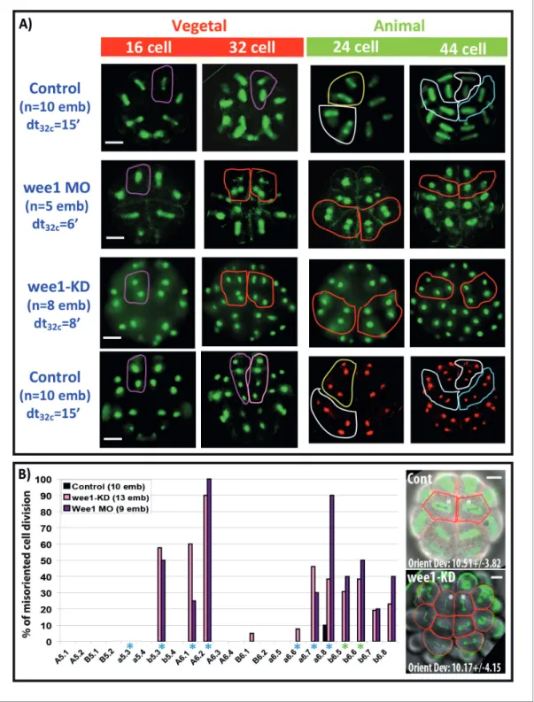 Figure 8. Impact of cell cycle asynchrony on the invariant cleavage pattern. (A) Images showing metaphase spindles in control and wee1 MO injected embryos (top two rows) or showing nuclei in wee1KD::Ve and control embryos (bottom two rows)