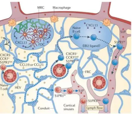 Figure 3 : L’entrée des lymphocytes dans les organes lymphoïdes secondaires via les veinules à endothélium  épais