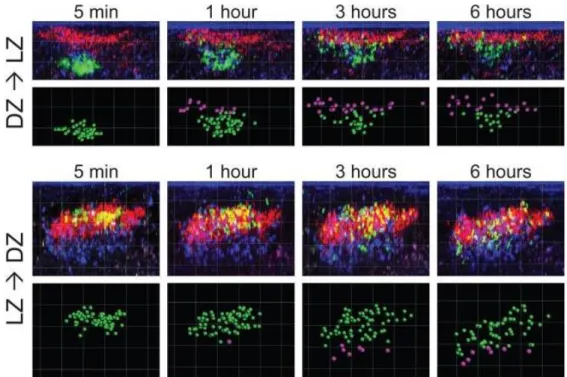 Figure 15 : La migration des lymphocytes B entre la zone claire et la zone sombre dans le centre germinatif