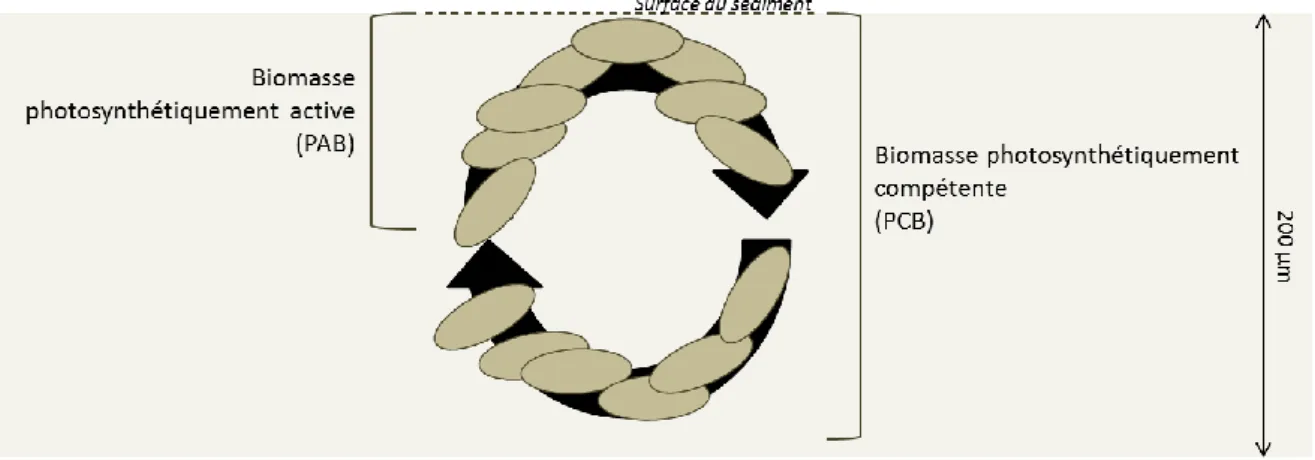 Figure 3. Hypothèse de rotation des diatomées épipéliques à la surface d’un sédiment vaseux, adapté  de Consalvey et al