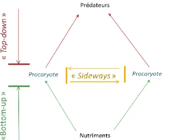 Figure  6.  Contrôle  des  communautés  de  procaryotes,  incluant  les  contrôles  latéraux  entre  les  procaryotes  qui  peuvent  être  alternativement  positifs  (ex  :  syntrophie 2 )  ou  négatifs  (ex  :  prédation),  selon Fuhrman and Hagström (200