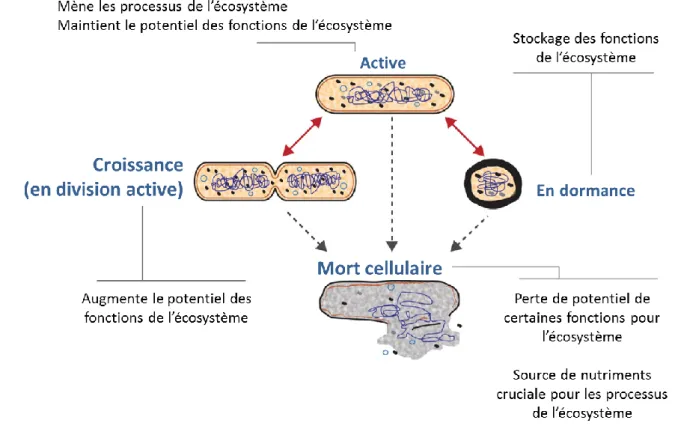 Figure 9. Etats métabolique des procaryotes (ex des bactéries) et leurs apports dans le fonctionnement 