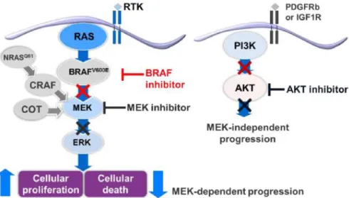 Figure 6 : Synergie des mécanismes d'action des inhibiteurs de BRAF et des inhibiteurs de MEK 