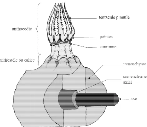 Fig. 1.2: Schématisation très si d’une gorgone Holaxonia doté