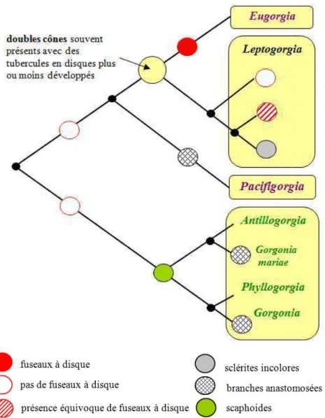 Fig.  1.12:  Modélisation  de  caractères  ancestraux  à  vale cosmopolite ; en vert: genres a 3.1.2
