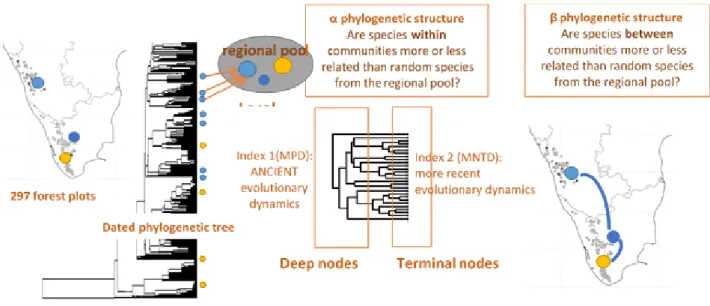 Figure 3. Résume des méthodes :  métriques reflétant la structure phylogénétique à différentes profondeurs  de  l’arbre phylogénétique ainsi que la structure au sein de (alpha) et entre (beta) les assemblages aident à  démêler les influences du le filtrage