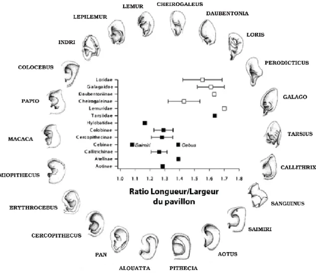Figure 1.3  Graphique représentant la relation entre groupes taxonomiques et ratio longueur/largeur  du pavillon pour 12 grandes familles de primates