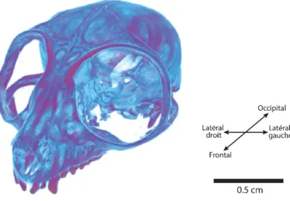 Figure 2.3  Visualisation de l’ensemble des coupes du scan en rendu volumique. Exemple d’un  crâne de Microcebus murinus