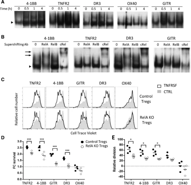Figure 3. TNFRSF receptor costimulation activated the canonical NF-κB pathway in Tregs