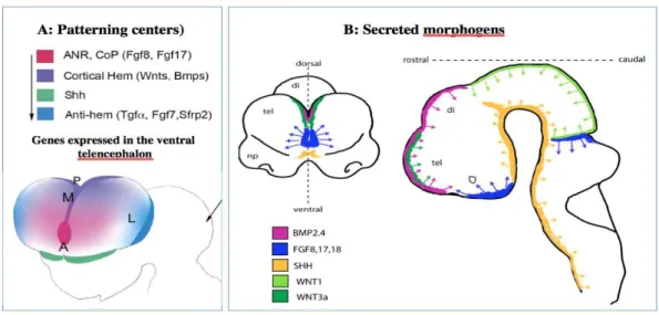 Figure  1:  Schematic  representation  of  the  role  patterning  centers  and  secreted  morphogens  in  telencephanlon development: 