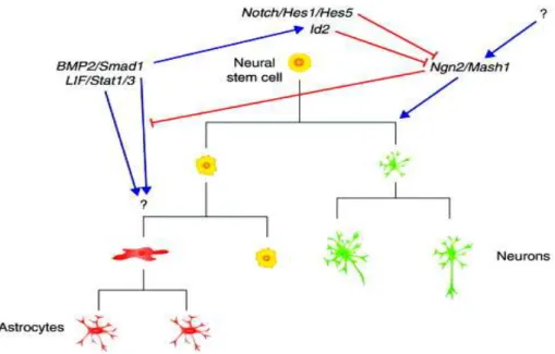Figure 7: Neuronal versus glial cell fate specification  From (Schuurmans and Guillemot, 2002) 