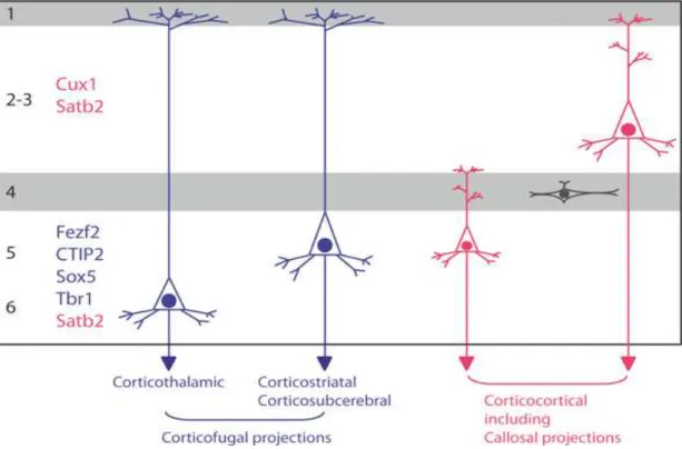 Figure 11: Gene expression correlation to axonal projection and cortical layer organization