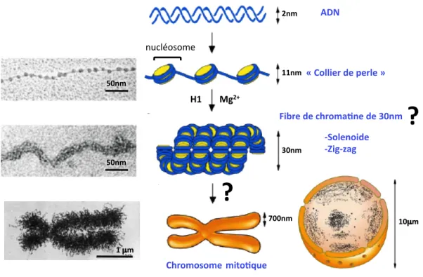 Figure 2 : Compaction de l’ADN en chromosome mitotique