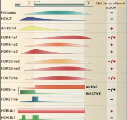Figure 6 : Profil le long d’un gène des  modifications post-traductionnelles  des histones associées à un état  transcriptionnel