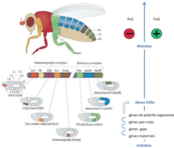 Figure 12 : Etablissement et maintien du patron d’expression des gènes homéotiques (HOX) de l’em- l’em-bryon à la mouche adulte