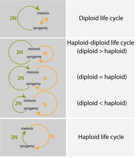 Figure 3. Diversity of eukaryotic life cycles.  Life cycles involve two major events of meiosis and syngamy