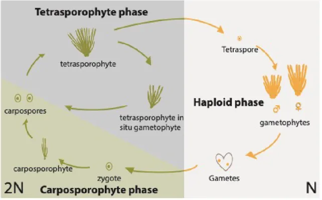 Figure 4. The tri-phasic life cycle of the red alga  P olysiphonia.  The diploid and haploid phases of the life cycle  are shown  on  the  left  and  on  the  right,  respectively