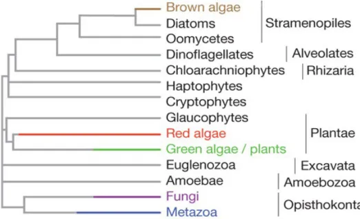 Figure  5 . Simplified representation of the evolutionary tree of complex multicellular organisms (highlighted in  colour)