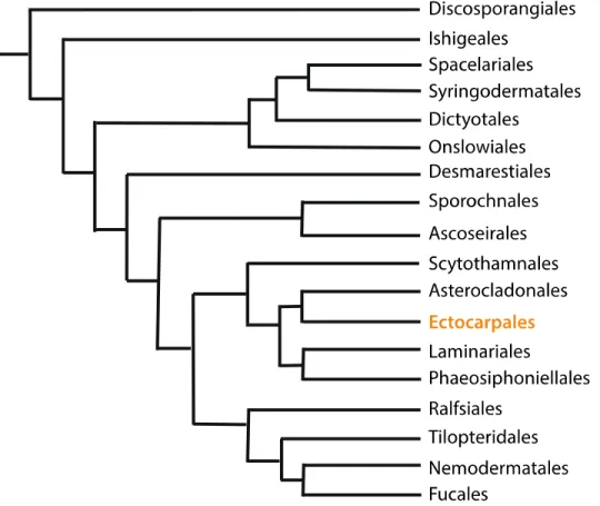 Figure  7 .  Phylogenetic  tree of  the  major  brown  algal  orders. The filamentous Ectocarpus (highlight in  yellow) emerged as a model organism and provides a series of genetic tools to investigate the  brown algae