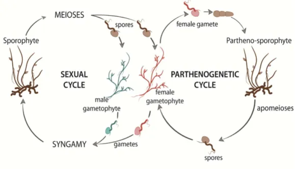 Figure  8.  The  life  cycle  of  the  brown  alga  Ectocarpus  sp.  The  haploid-diploid  life  cycle  of  Ectocarpus is  very complex