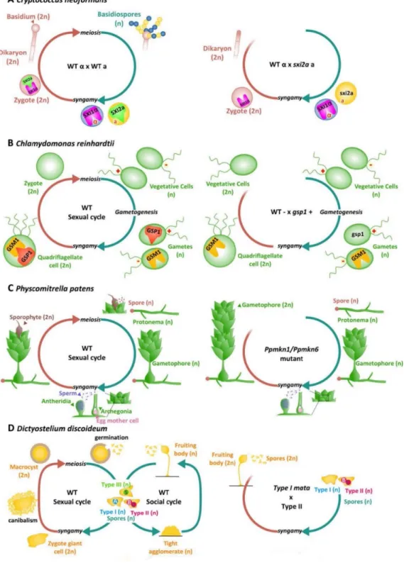 Figure 1 0 . Homeodomains, homeodomain-like transcription factors and life cycle regulation