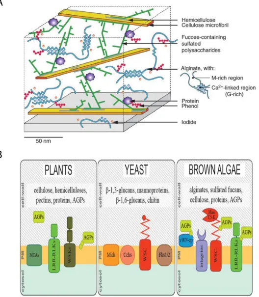 Figure 1 2 . Cell wall model for brown algae from the order Fucales and comparison with plants and fungi