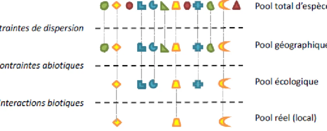 Figure 1: Schématisation de la théorie des filtres, représentée par les traits horizontaux, excluant  des espèces (polygones) en fonction de leurs traits de réponses (couleur des polygones)