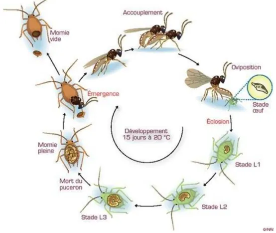 Figure 1: Cycle de développement d’un hyménoptère parasitoïde de pucerons. Source : Bernard  Chaubet, INRA, Encyclop’Aphid 