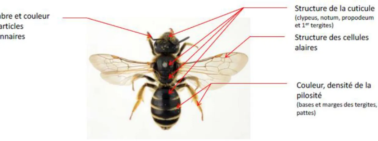 Figure 6 : Principaux critères de détermination morphologique des abeilles. Source : Carrié, 2016 