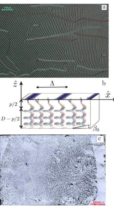 Figure 1 (a) A typical area of the CLC sample, which exhibits the expected striped texture of a hybrid aligned CLC, (b) The director field of the aligned CLC sample