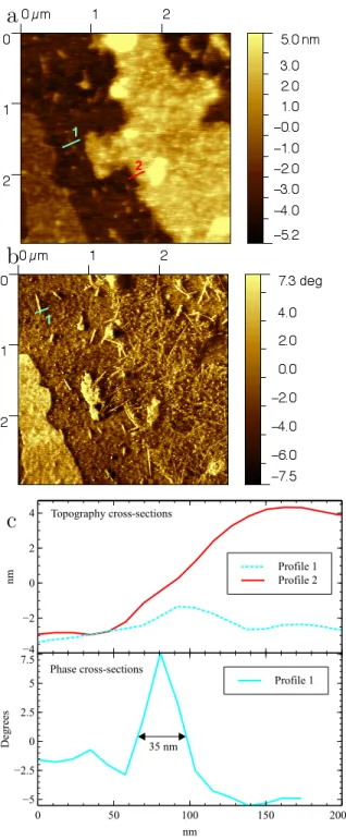 Figure 3 (a) AFM Topographical and (b) phase data for a region with a plasmon resonance peak