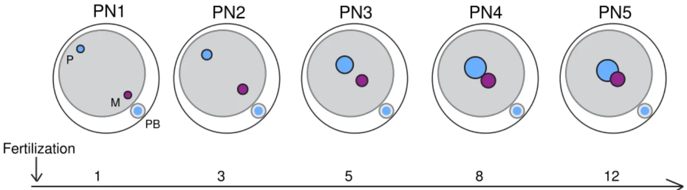 Figure 1. ProNuclear stages of zygotic development. 
