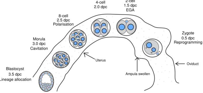 Figure 2. Preimplantation developmental progression. 
