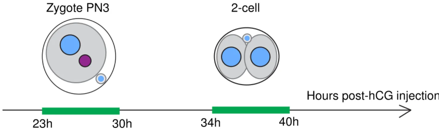 Figure 4. Spatial-temporal dynamics of DNA replication 