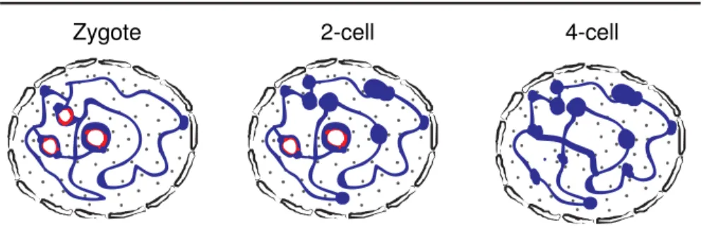 Figure 7. Nuclear organization in preimplantation embryos. 
