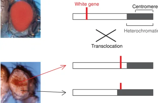 Figure 8. Schematic representation of Position effect variegation (PEV). 